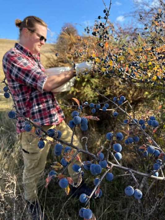 Sloe Berry Gin 700ml - 2025 Release