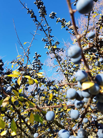 Sloe Berry Gin 700ml - 2025 Release